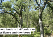 Blue oak woodlands in California offer beauty and opportunities to sustain traditional knowledge and ecological resilience. Nina Fontana, CC BY-NC-ND